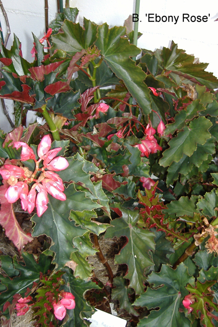 B. ‘Ebony Rose’